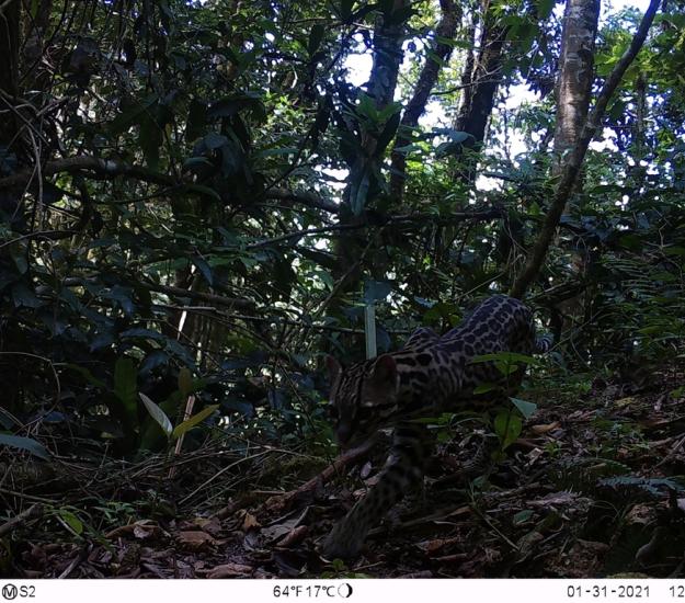 Ocelote (Leopardus pardalis)