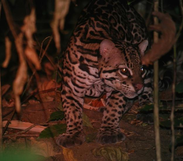 Ocelote (Leopardus pardalis)