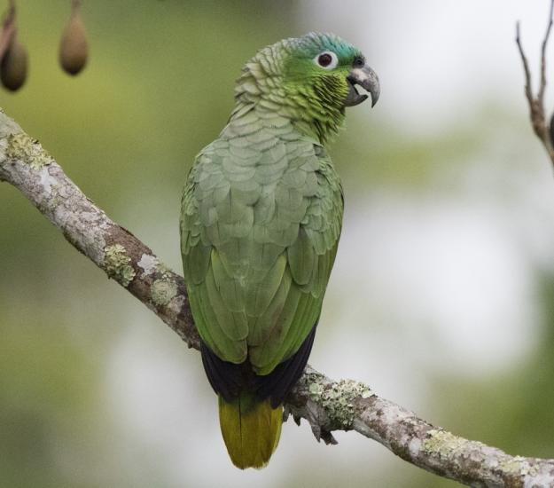 Loro Corona Azul (Amazona farinosa)