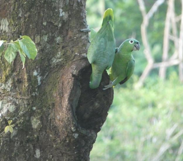 Loro Corona Azul (Amazona farinosa)