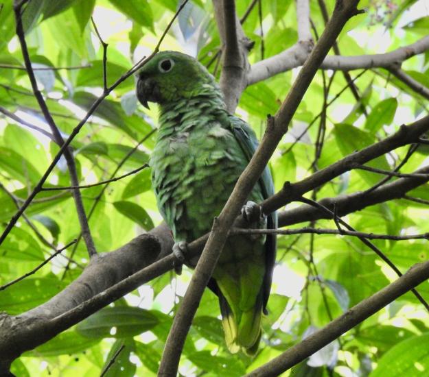 Loro Corona Azul (Amazona farinosa)