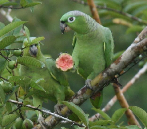Loro Corona Azul (Amazona farinosa)