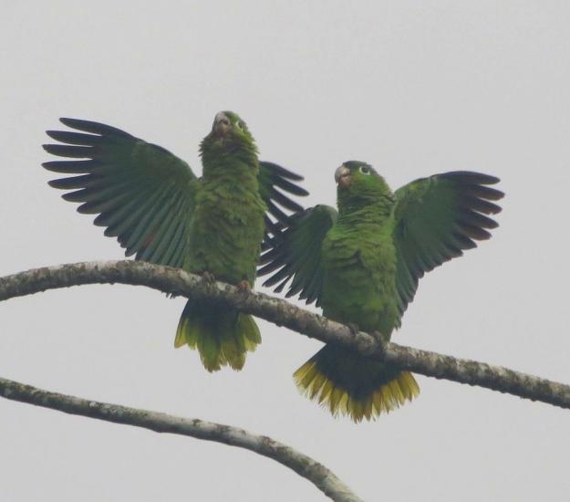 Loro Corona Azul (Amazona farinosa)