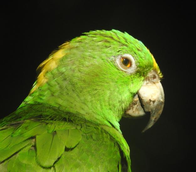 Loro Nuca Amarilla (Amazona auropalliata)