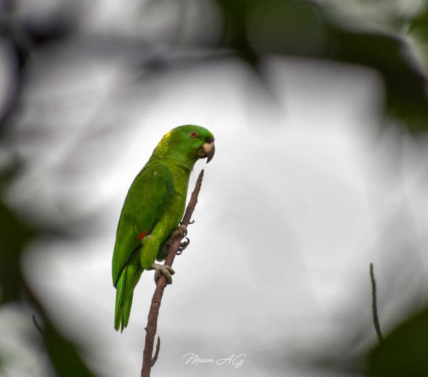 Loro Nuca Amarilla (Amazona auropalliata)