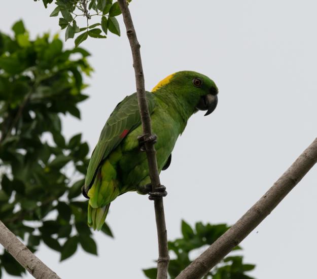Loro Nuca Amarilla (Amazona auropalliata)