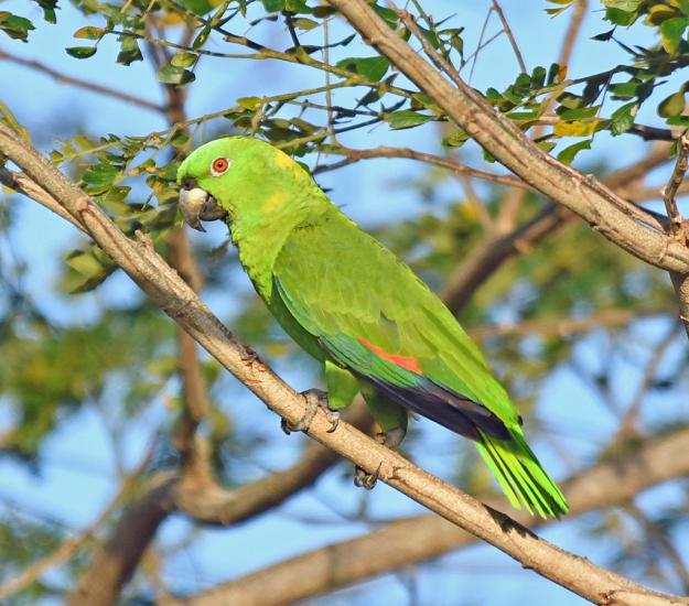 Loro Nuca Amarilla (Amazona auropalliata)