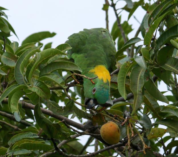 Loro Nuca Amarilla (Amazona auropalliata)