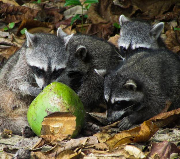 Mapache (Procyon lotor)