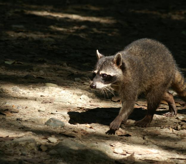Mapache (Procyon lotor)