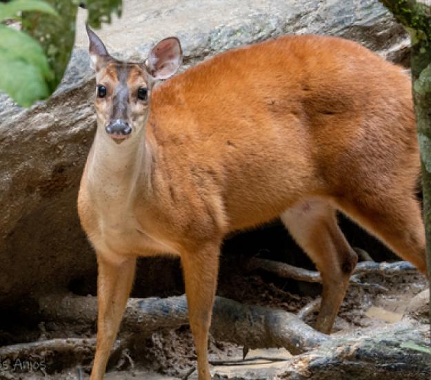 Foto 113978101, (c) Jessica dos Anjos, todos los derechos reservados, subido por Jessica dos Anjos