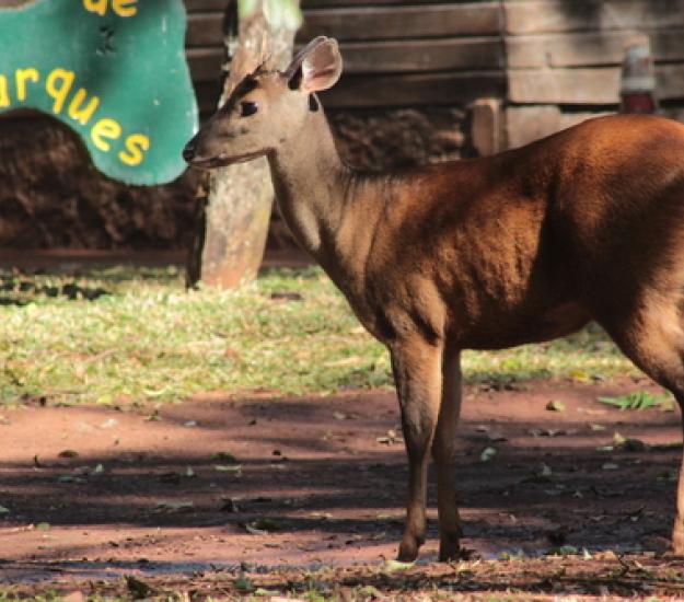Foto 152354661, (c) ivanfedericoebrecht, algunos derechos reservados (CC BY-NC), subido por ivanfedericoebrecht