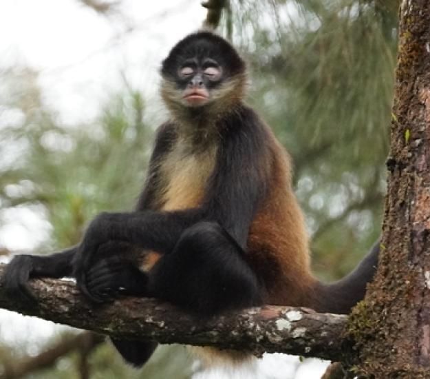 Foto 210986524, Ningún derecho reservado, subido por Thomas Hirsch