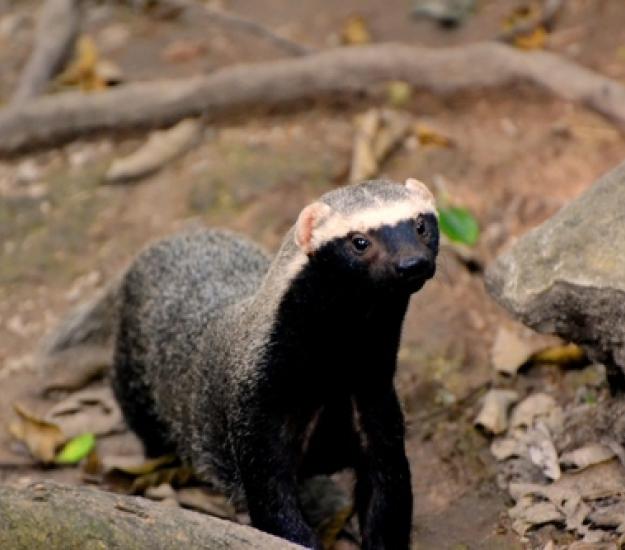 Foto 594143, (c) Daniel Pineda Vera, algunos derechos reservados (CC BY), subido por Daniel Pineda Vera