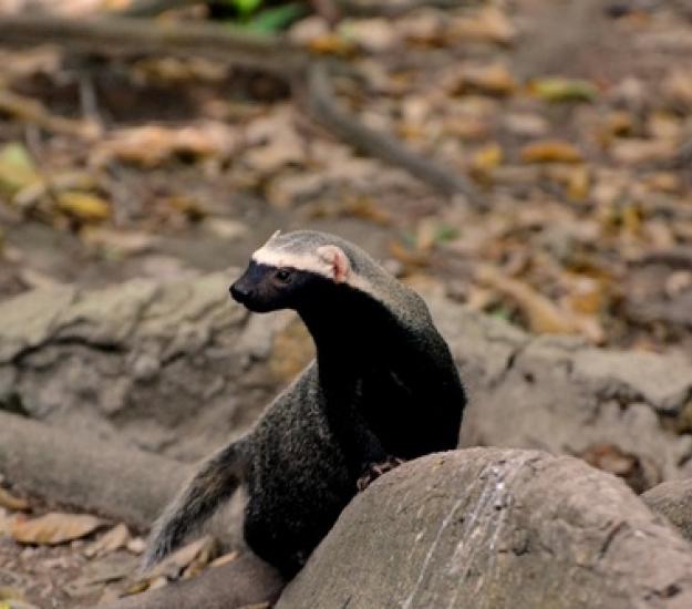 Foto 594142, (c) Daniel Pineda Vera, algunos derechos reservados (CC BY), subido por Daniel Pineda Vera