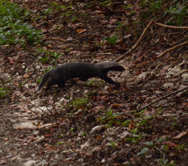 Foto 76253127, (c) Bernardo Zorrilla Garza, algunos derechos reservados (CC BY-NC), subido por Bernardo Zorrilla Garza