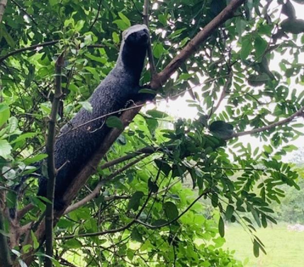 Foto 45209442, (c) Vacances au Costa Rica, todos los derechos reservados, subido por Vacances au Costa Rica