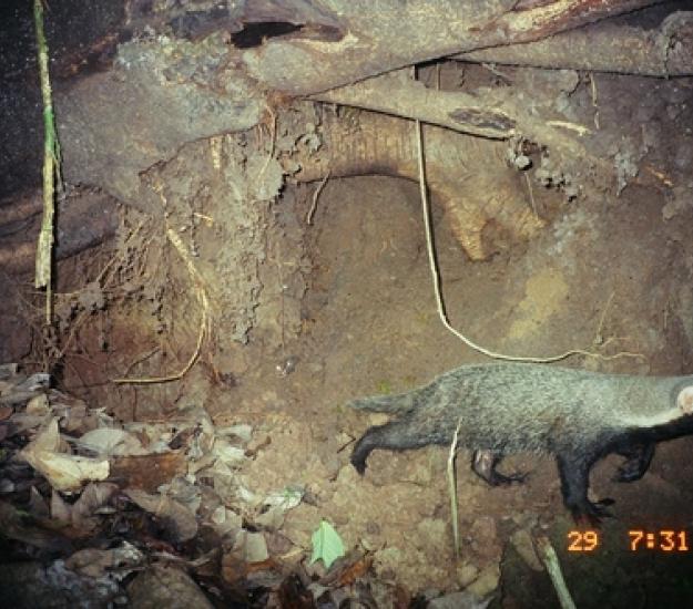 Foto 53855773, (c) Matt Muir, algunos derechos reservados (CC BY), subido por Matt Muir