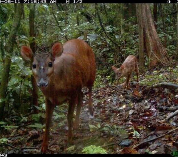 Foto 21357, (c) Smithsonian's National Zoo, algunos derechos reservados (CC BY-NC-ND)