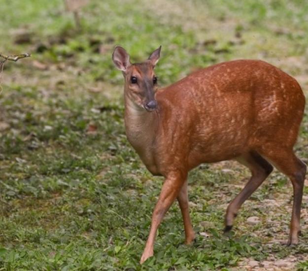 Foto 26113145, (c) andrespiscitello, todos los derechos reservados