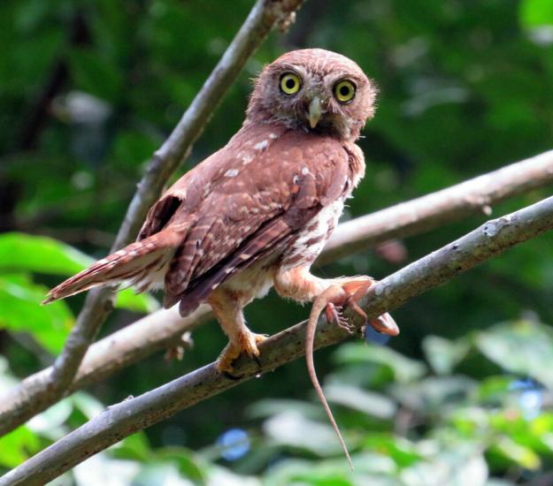 Mochuelo Común (Glaucidium brasilianum)