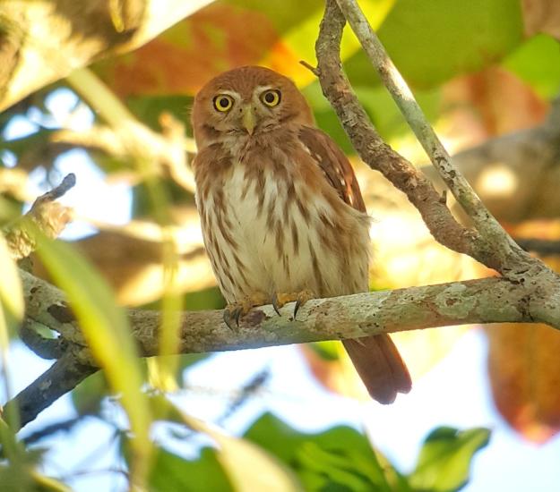 Mochuelo Común (Glaucidium brasilianum)