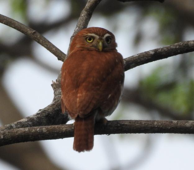 Mochuelo Común (Glaucidium brasilianum)