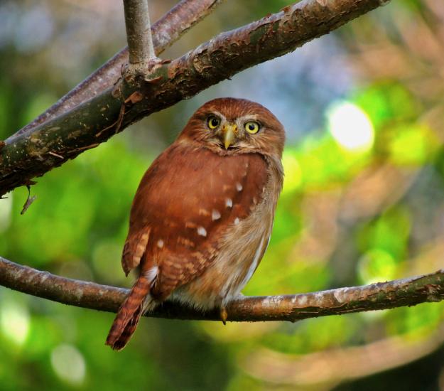 Mochuelo Común (Glaucidium brasilianum)