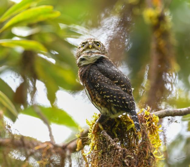 Mochuelo Costarricense (Glaucidium costaricanum)