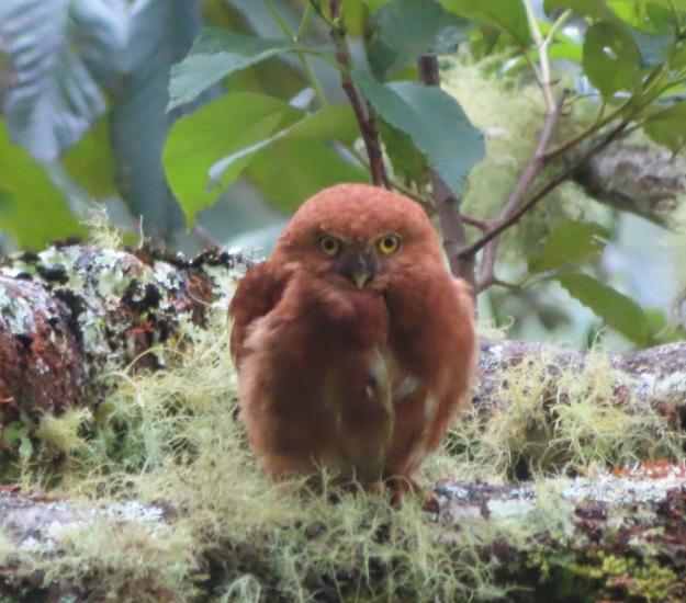 Mochuelo Costarricense (Glaucidium costaricanum)