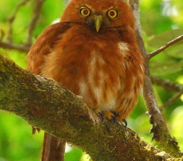 Mochuelo Costarricense (Glaucidium costaricanum)