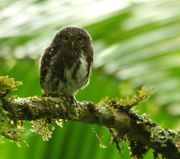 Mochuelo Costarricense (Glaucidium costaricanum)