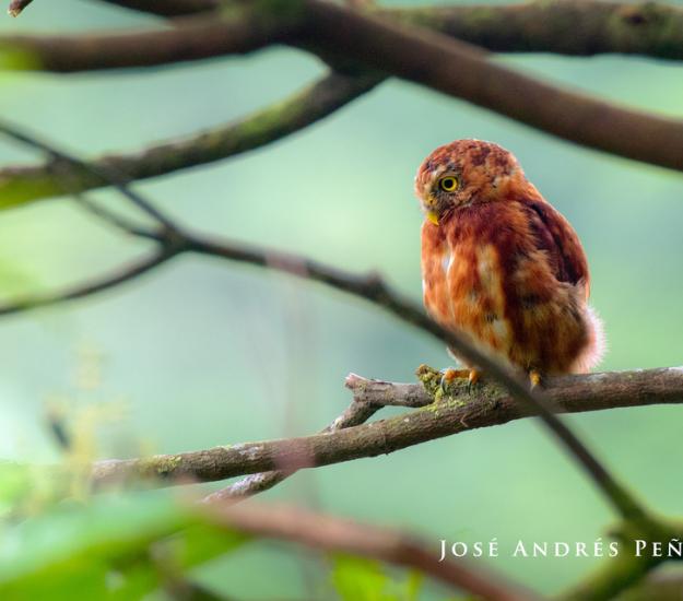 Mochuelo Costarricense (Glaucidium costaricanum)