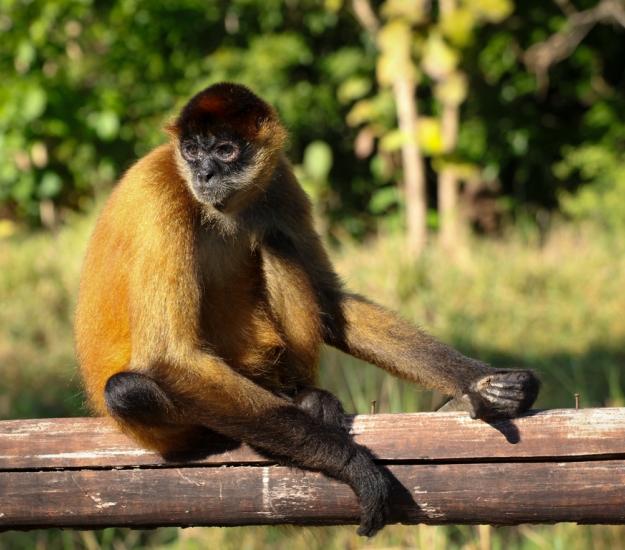 Mono Araña Centroamericano (Ateles geoffroy)