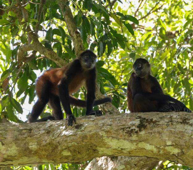 Mono Araña Centroamericano (Ateles geoffroy)
