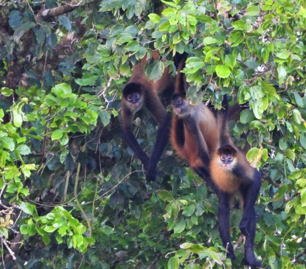 Mono Araña Centroamericano (Ateles geoffroy)