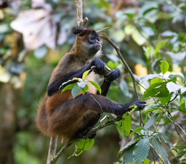 Mono Araña Centroamericano (Ateles geoffroy)