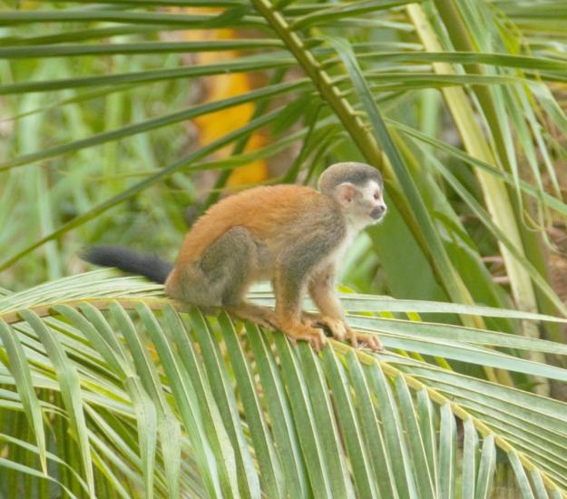 Saimiri oerstedii ssp. citrinellus