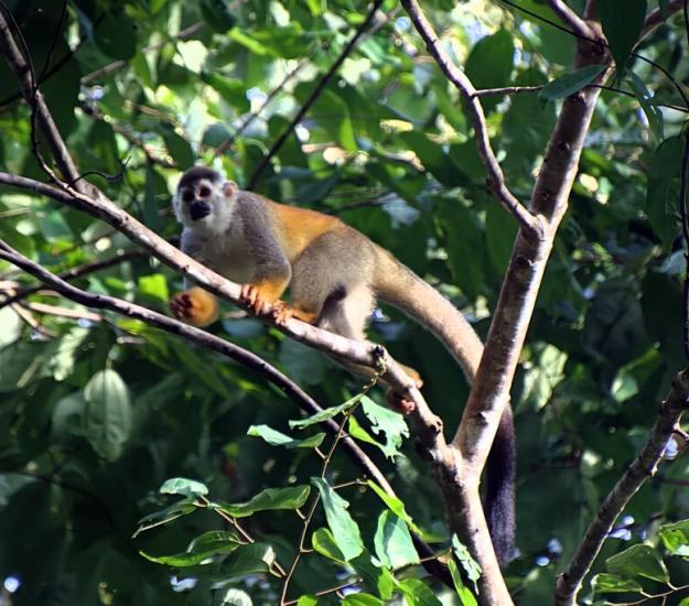 Saimiri oerstedii ssp. citrinellus