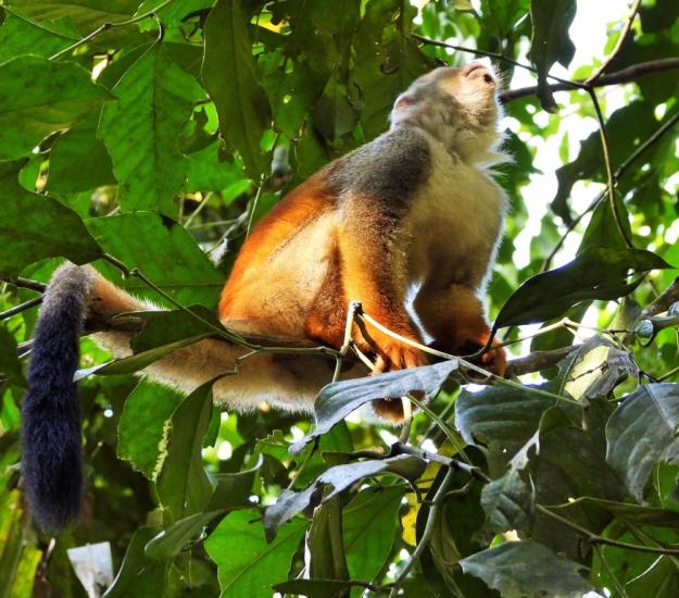 Saimiri oerstedii ssp. citrinellus