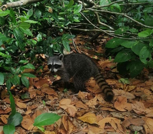 Mapache (Procyon lotor)