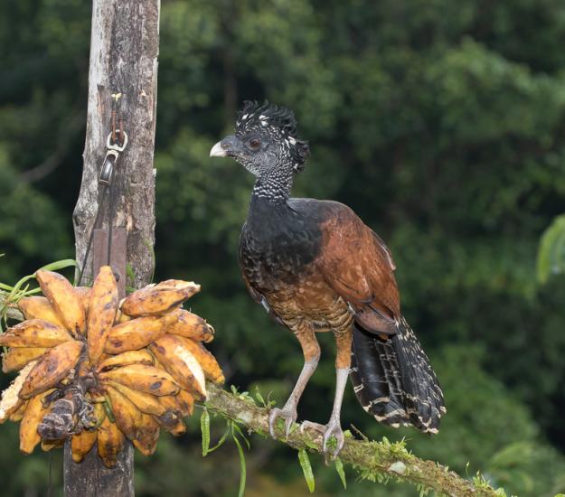 Pavón Grande (Crax rubra)