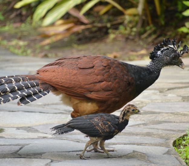 Pavón Grande (Crax rubra)