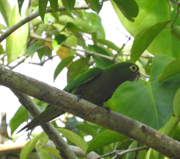 Perico Pecho Sucio (Eupsittula nana)