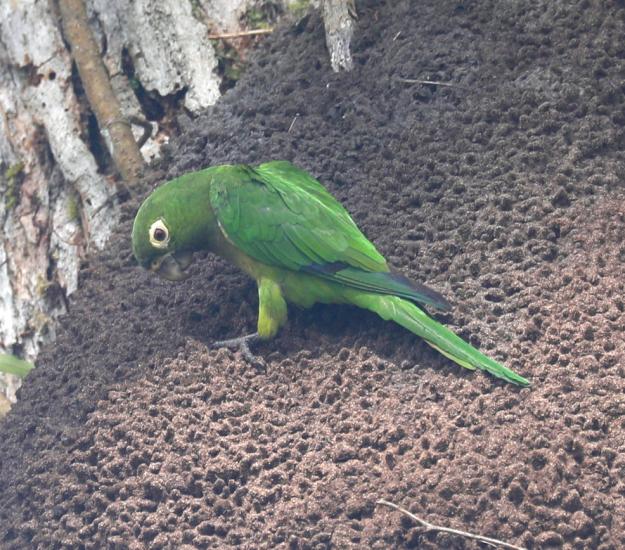 Perico Pecho Sucio (Eupsittula nana)