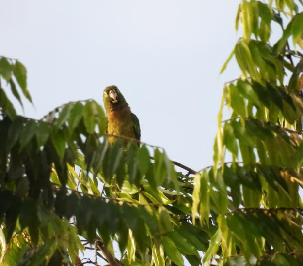 Perico Pecho Sucio (Eupsittula nana)