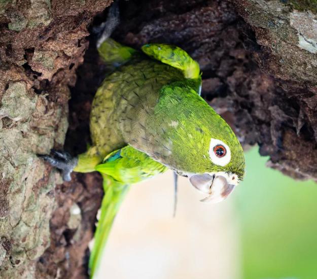 Perico Pecho Sucio (Eupsittula nana)