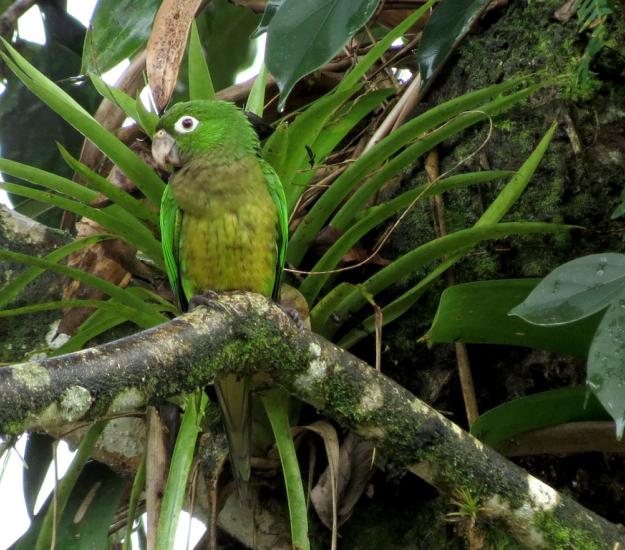 Perico Pecho Sucio (Eupsittula nana)