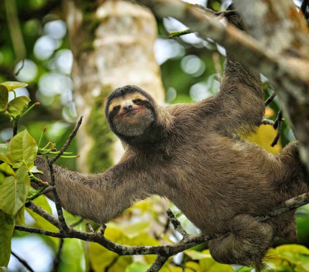 Perezoso de Tres Dedos (Bradypus variegatus)