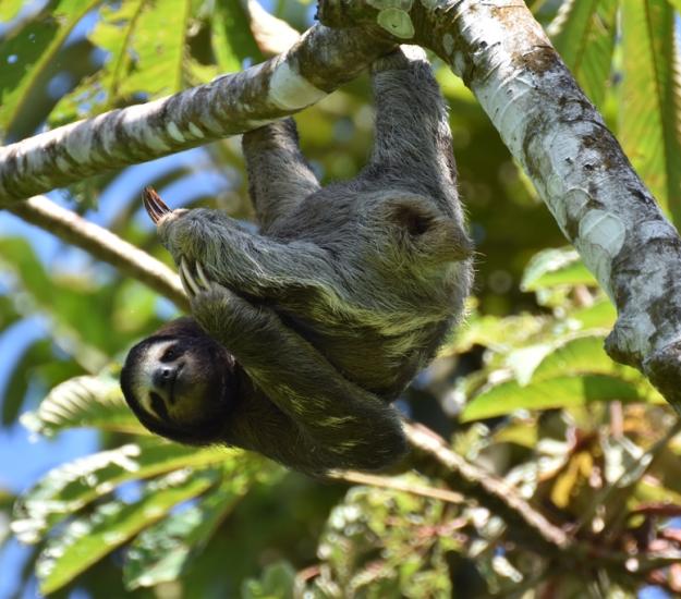 Perezoso de Tres Dedos (Bradypus variegatus)